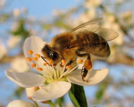 Kranjska čebela (Foto: Čebelarska zveza Slovenije)